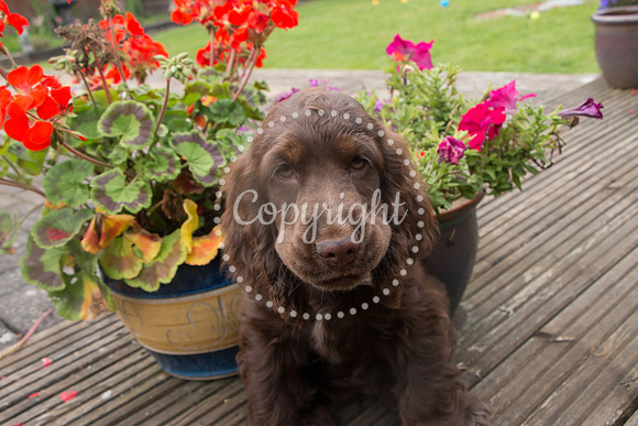 George-&-Daisy-494