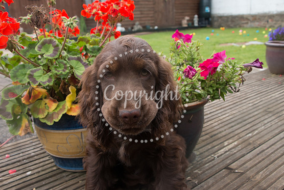 George-&-Daisy-495