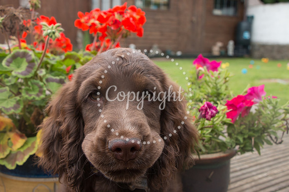 George-&-Daisy-497