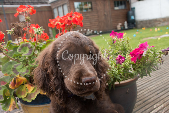 George-&-Daisy-500