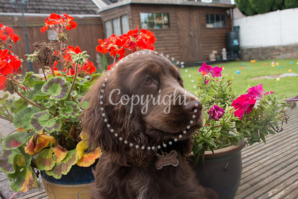 George-&-Daisy-501