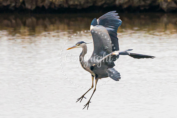 Wild Heron4