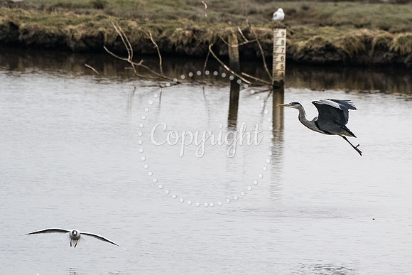 Wild Heron3