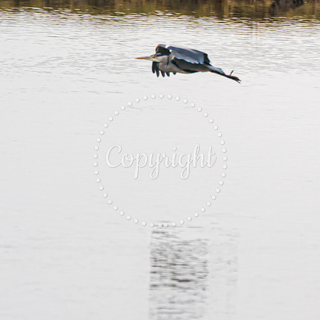 Wild Heron2
