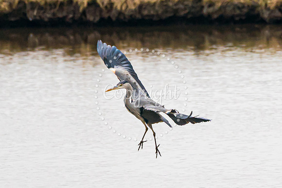 Wild Heron6