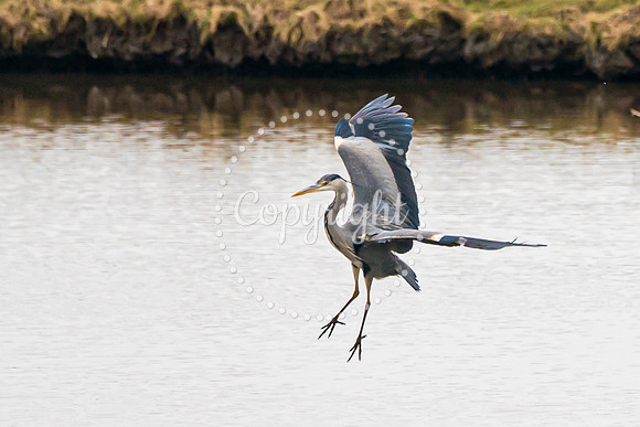 Wild Heron5