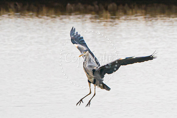 Wild Heron7