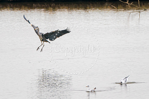 Wild Heron8