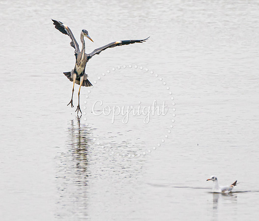 Wild Heron9