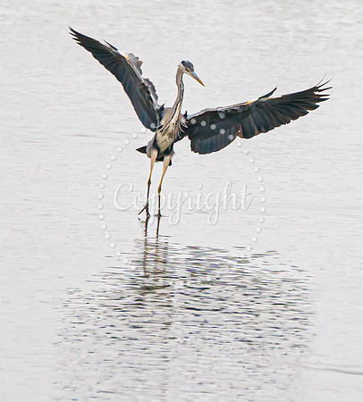 Wild Heron10