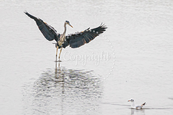 Wild Heron11