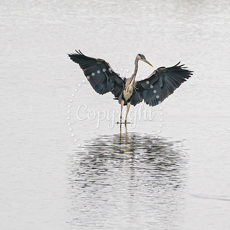Wild Heron12