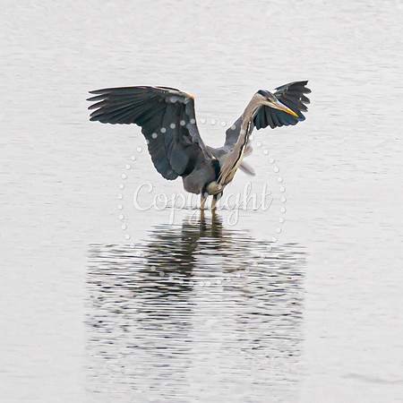 Wild Heron13