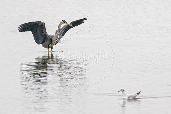 Wild Heron14