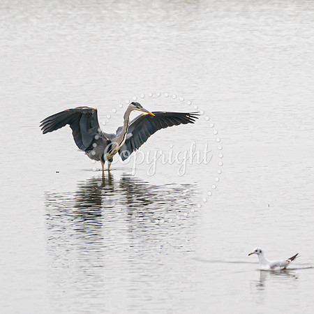 Wild Heron15