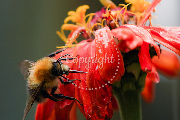 Bees-22