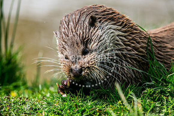 Wildlife-2027