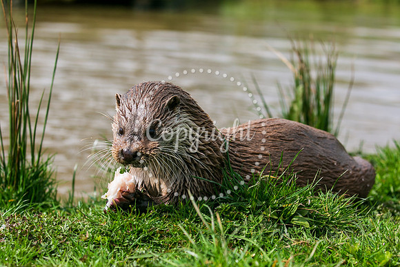 Wildlife-2011