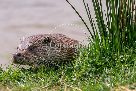 Wildlife-2053
