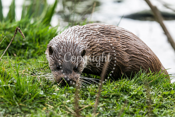 Wildlife-2113