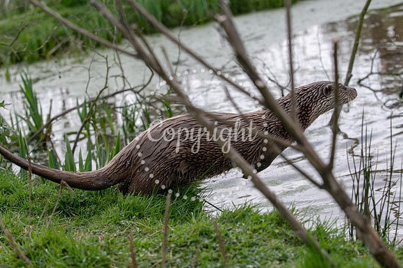 Wildlife-2127