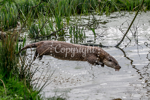 Wildlife-2137