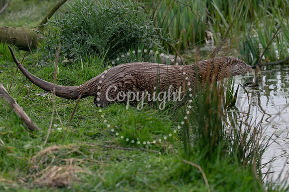 Wildlife-2203