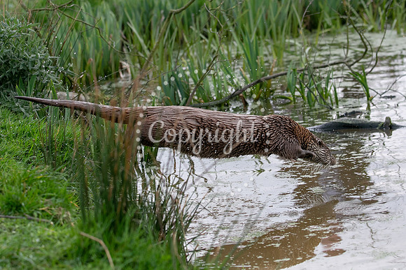 Wildlife-2205