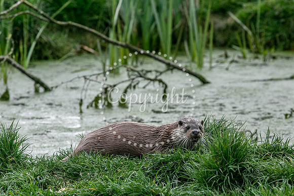 Wildlife-2239