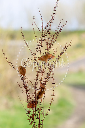 Wildlife-2369