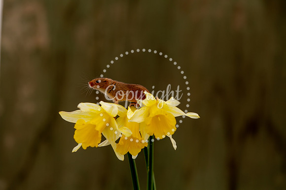 Wildlife-2865