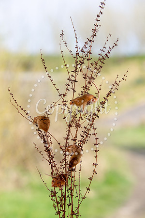 Wildlife-2367