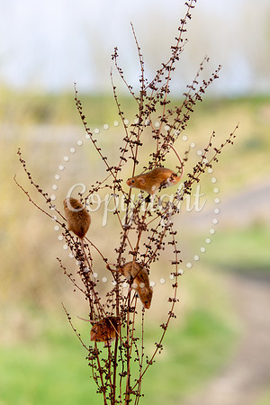 Wildlife-2365