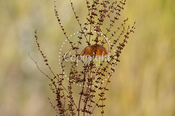 Wildlife-2399