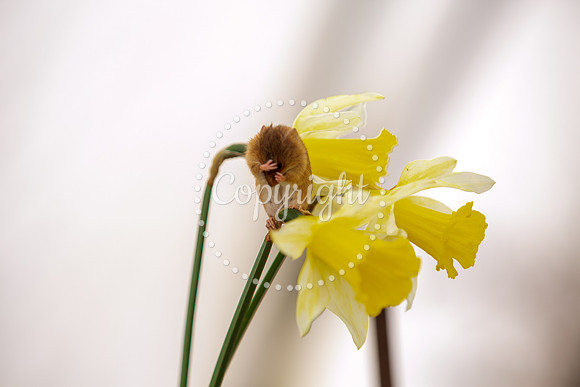 Wildlife-2557