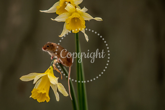 Wildlife-2697