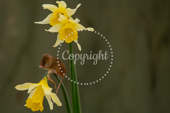 Wildlife-2701