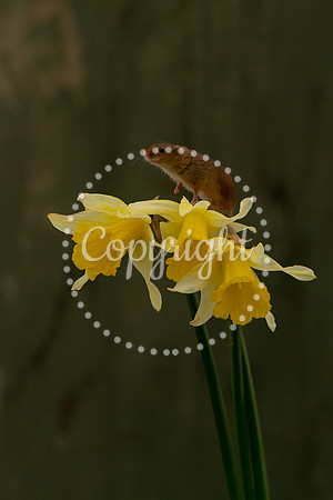 Wildlife-2725