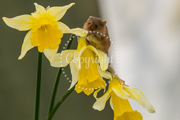 Wildlife-2761