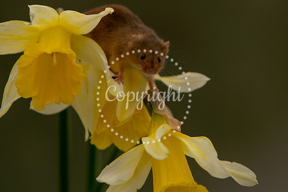Wildlife-2787