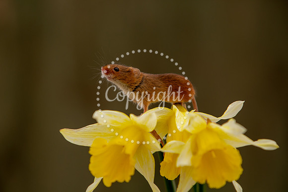 Wildlife-2811
