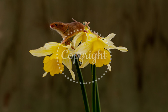 Wildlife-2829