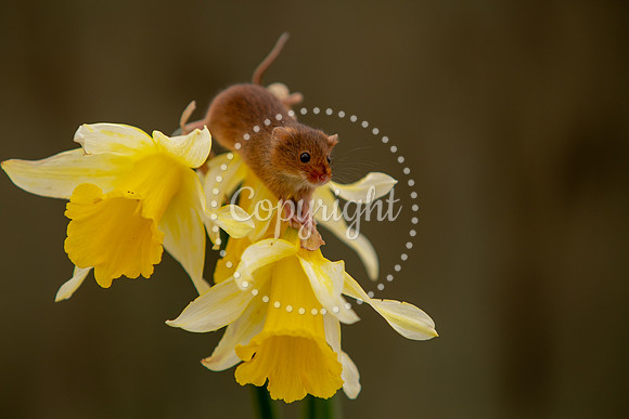 Wildlife-2817
