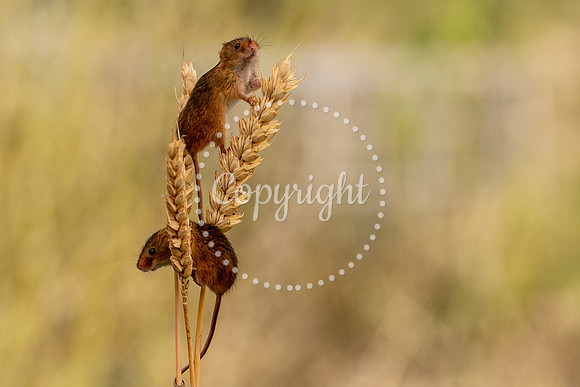 Wildlife-3037