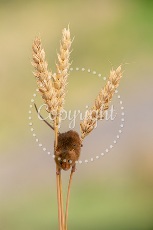 Wildlife-3095