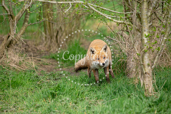 Wildlife-1225