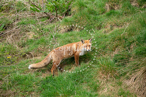 Wildlife-1199