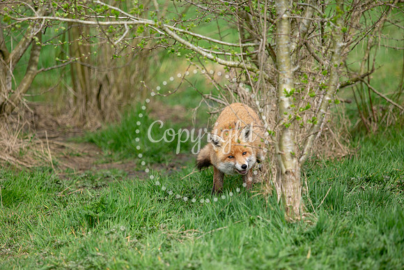 Wildlife-1229