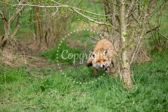 Wildlife-1227
