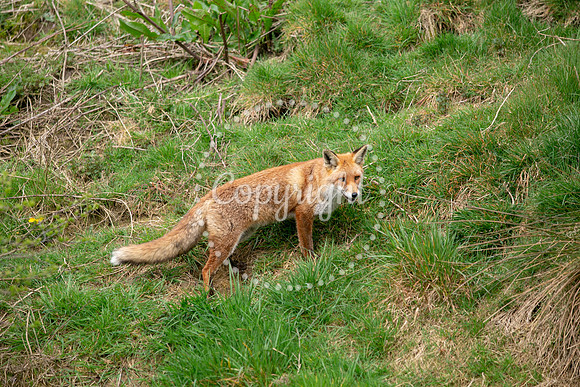 Wildlife-1197